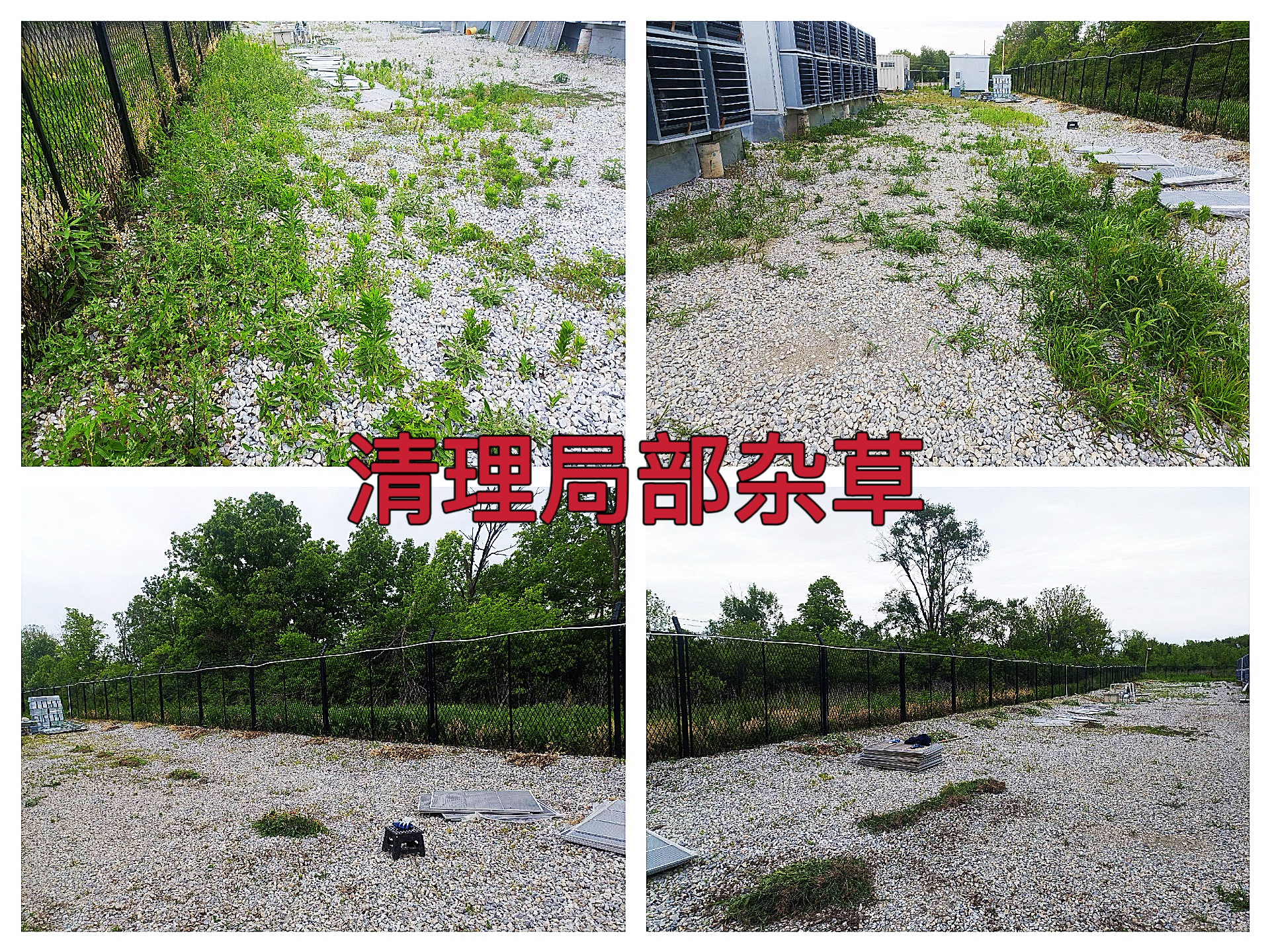 曼西2025年5月开展局部杂草清理行动作业纪实（MYW2025050016）