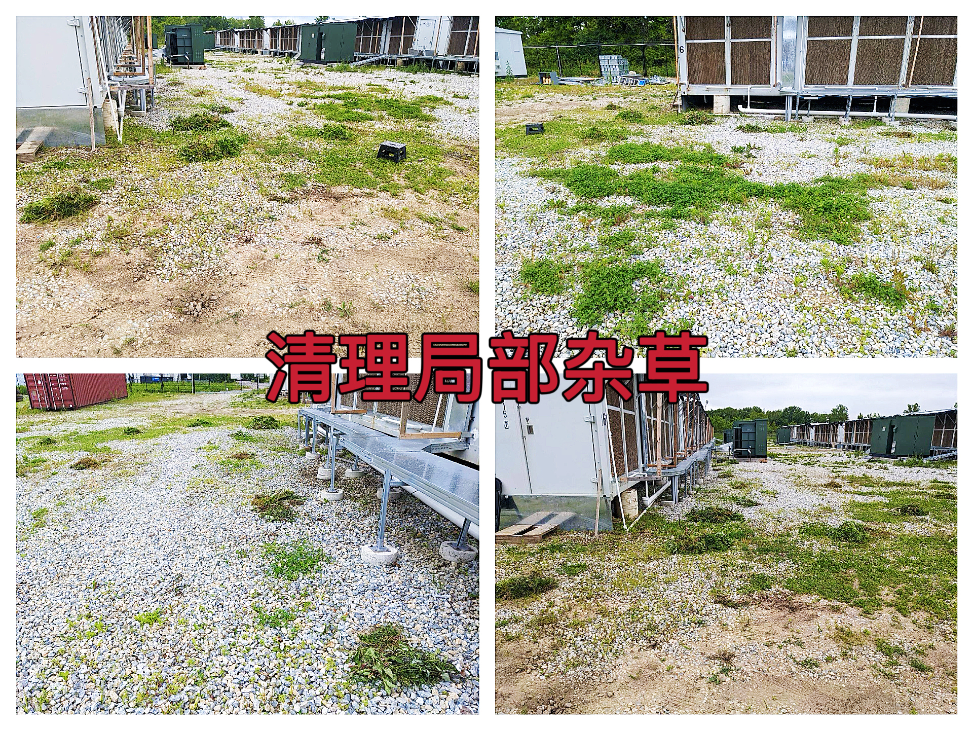 曼西2025年5月清理局部杂草作业纪实（MYW2025050018）
