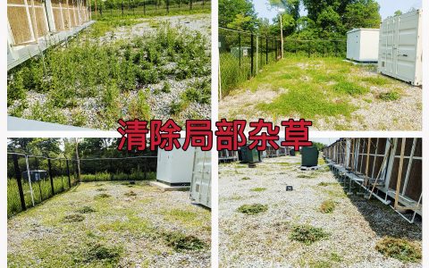 曼西2025年6月清除局部杂草，提升环境整洁度作业纪实（MYW2025060001）