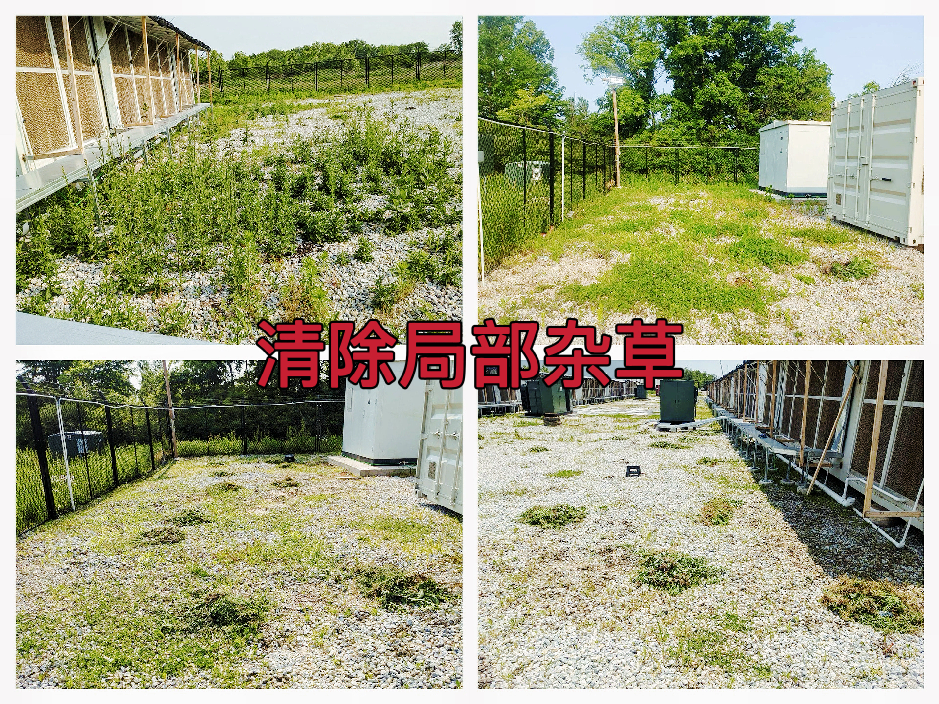 曼西2025年6月清除局部杂草，提升环境整洁度作业纪实（MYW2025060001）